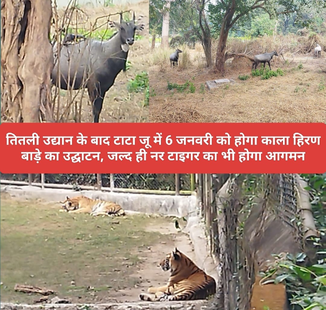 तितली उद्यान के बाद टाटा जू में 6 जनवरी को होगा काला हिरण बाड़े का उद्घाटन, जल्द ही नर टाइगर का भी होगा आगमन।