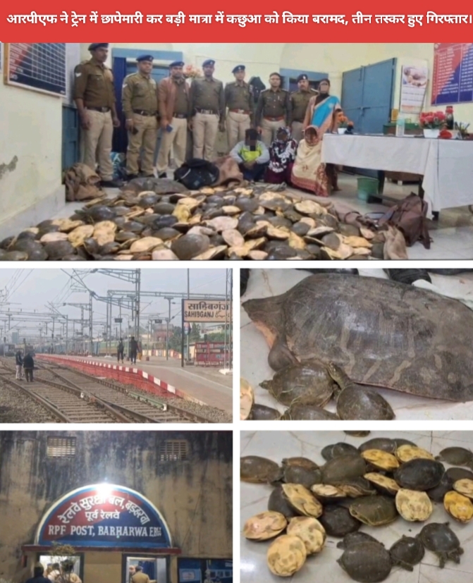 आरपीएफ ने ट्रेन में छापेमारी कर बड़ी मात्रा में कछुआ को किया बरामद, तीन तस्कर हुए गिरफ्तार।