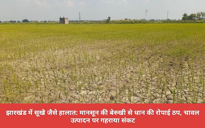 झारखंड में सूखे जैसे हालात: मानसून की बेरुखी से धान की रोपाई ठप, चावल उत्पादन पर गहराया संकट।